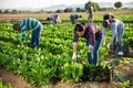 Multinational group of farm workers picking chard Royalty Free Stock Photo