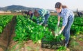 Multinational group of farm workers picking chard Royalty Free Stock Photo