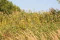 Multiple autumnal common reed closeup view with selective focus on foreground Royalty Free Stock Photo