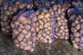 Multiple bags filled with potatoes. The bags are made of a purple mesh material and are tightly packed, showcasing the potatoes