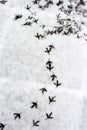 Multiple bird foot steps in a snow