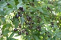 Multiple black berries in the leafage of common privet