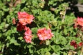 Plenty of Blooming Salmon Red Flowers Photographed in Madeira, Portugal