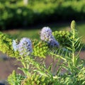 Beautiful Small Purple Flowers Photographed in Madeira, Portugal