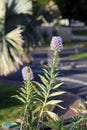 Pastel Purple Small Flowers During a Sunny Day in Madeira