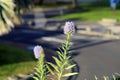 Pastel Purple Small Flowers During a Sunny Day in Madeira