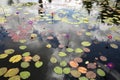 Multiple blooming waterlilies in a large pond Royalty Free Stock Photo