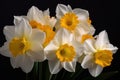 Multiple Blooms of Fragrant Delight Jonquilla Daffodils in Exquisite Array
