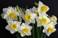 Multiple Blooms of Fragrant Delight Jonquilla Daffodils in Exquisite Array