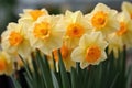 Multiple Blooms of Fragrant Delight Jonquilla Daffodils in Exquisite Array