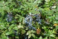 Multiple blue berries of Mahonia aquifolium