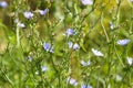 Multiple blue chicory flowers closeup with selective focus on foreground Royalty Free Stock Photo