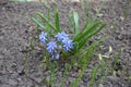 Multiple blue flowers of two-leaf squill in April