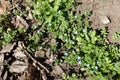 Multiple blue flowers of veronica polita in March Royalty Free Stock Photo