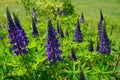 Multiple bright colorful lupine flowers on a sunny day close up