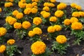 Multiple bright orange flowers of Tagetes erecta