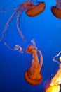 Multiple bright orange jellyfish blue background Royalty Free Stock Photo