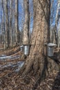 Multiple Buckets on Maple Trees to collect Sap to Produce Maple Syrup Royalty Free Stock Photo
