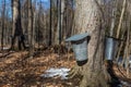 Multiple Buckets on Maple Trees to collect Sap to Produce Maple Syrup Royalty Free Stock Photo