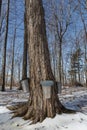 Multiple buckets placed on Maple trees to collect sap to produce Maple Syrup Royalty Free Stock Photo