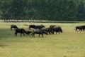 Buffaloes grazing at lake Kerkini, Greece. Royalty Free Stock Photo