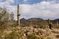 Multiple Cacti Desert Landscape with Power Lines