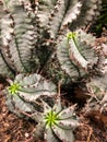 Multiple cactus plants in flower shop Royalty Free Stock Photo