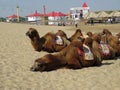Multiple camels lying in a row in the Mongolian desert