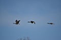 Multiple Canadian Geese Flying in Formation Royalty Free Stock Photo