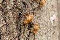 Empty Cicada Shells on Rough Tree Surface Royalty Free Stock Photo