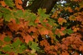 Bright Autumn Colors of Mostly Orange and Green Colors Royalty Free Stock Photo