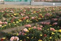 multiple colored chrysantheme rot tautropfen flower on farm Royalty Free Stock Photo