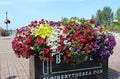 Multiple colored flowers bloom in a plant container at G Street plaza