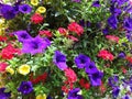 Multiple colored flowers blooming together Royalty Free Stock Photo