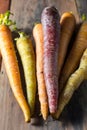Multiple colored organic carrots vegetable