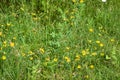 Multiple common bird`s foot trefoil in bloom landscape view of Royalty Free Stock Photo