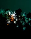 Multiple Coral Polyps on a Reef in the Atlantic Ocean of West Palm Beach in Florida Royalty Free Stock Photo