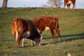 Multiple cows eating grass in a field in Alberta Royalty Free Stock Photo