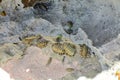 Multiple critons clinging to rock in pink sand beach of Bermuda