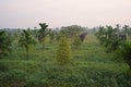 Multiple croping system, durian fruit grow together with areca nut
