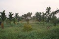 Multiple croping system, durian fruit grow together with areca nut