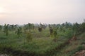 Multiple croping system, durian fruit grow together with areca nut