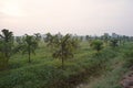 Multiple croping system, durian fruit grow together with areca nut