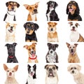 Multiple Crossbreed Dog Closeups