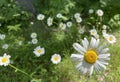 Multiple daisies with one in foreground, white petals and yellow center on sunny day in central maine