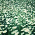 Multiple daisy flowers in springtime meadow
