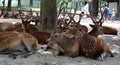 Nara Deer Park Japan: Multiple Deer Laying Down