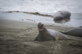 Elephant seals at a Rookery