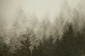 Multiple exposure of firs tree tops in coniferous forest in the mist.