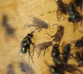 Multiple Flies Stuck to Flypaper Royalty Free Stock Photo